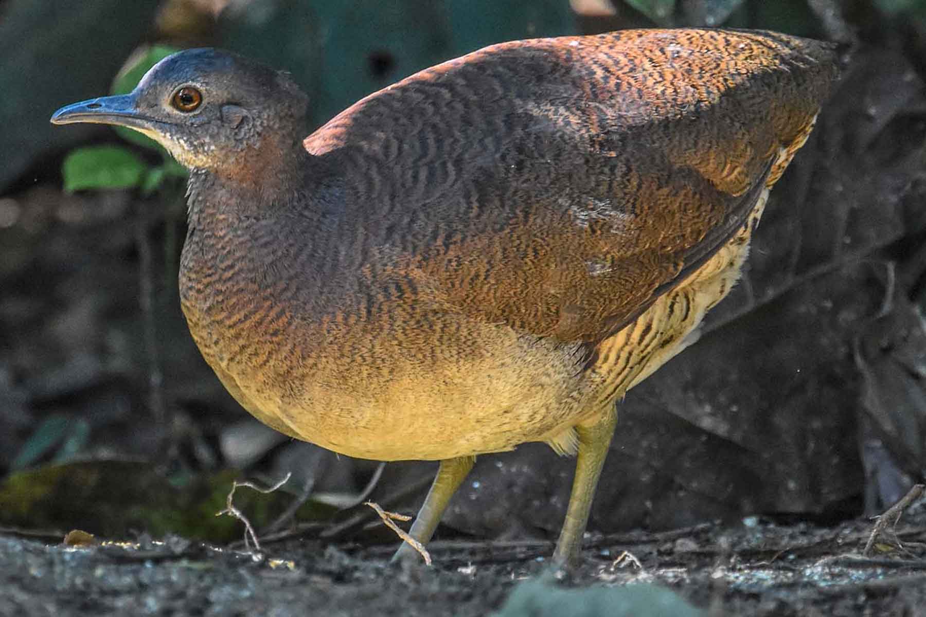 4 days Manu Tour | Manu National Park tour from Cusco 4 days