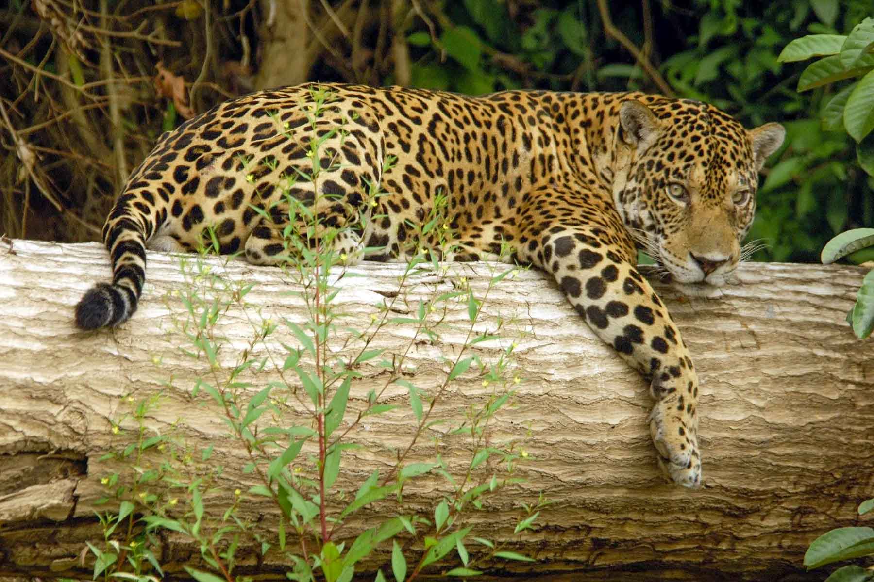 4 days Manu Tour | Manu National Park tour from Cusco 4 days