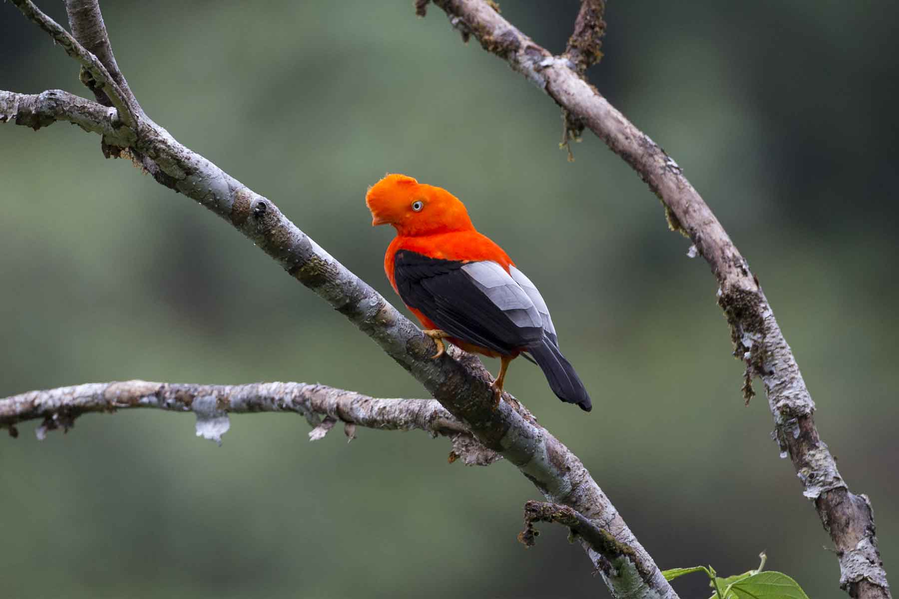 17-Day Lima Cusco Rainbow Mountain Mapi Manu Reserved Zone Colca Canyon – Peru Tour Package