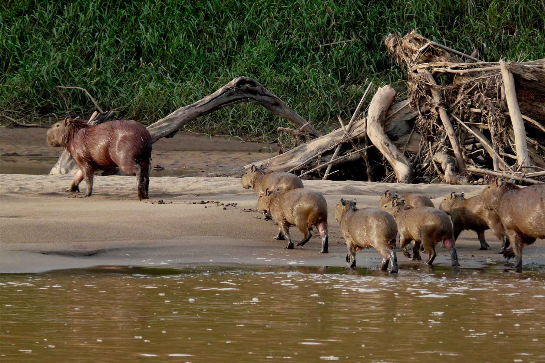 Full Day Puerto Maldonado | Canopy Walk – Zip Lining & Kayak to Monkey Island