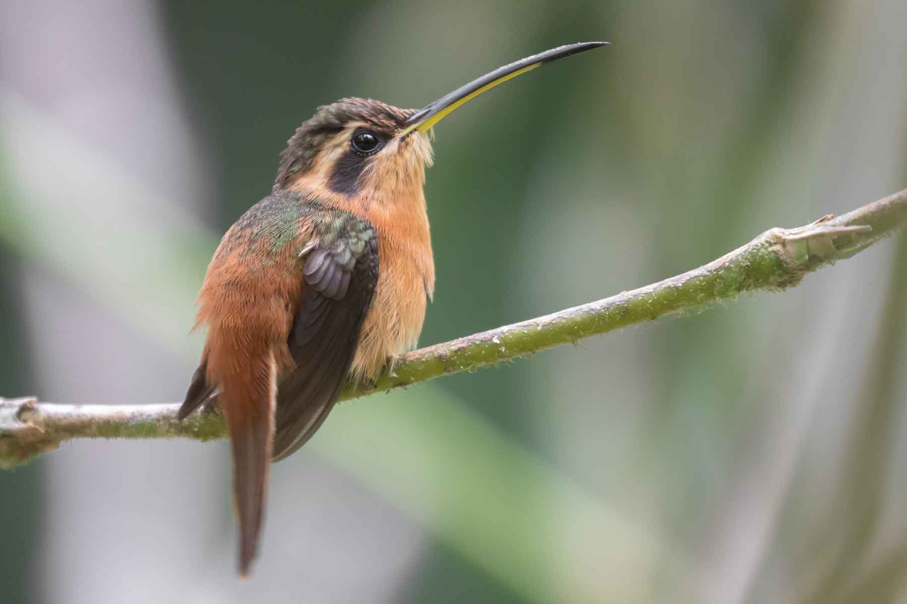 Full Day Puerto Maldonado | Canopy Walk – Zip Lining & Kayak to Monkey Island