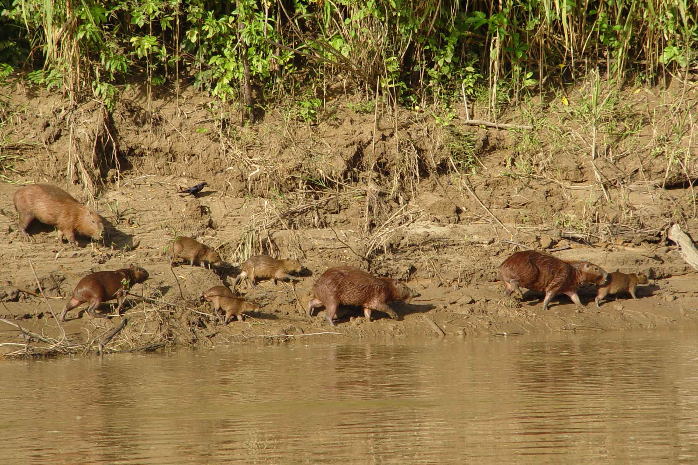 Bite of the Wild: Piranha Fishing at Yacumama Lake