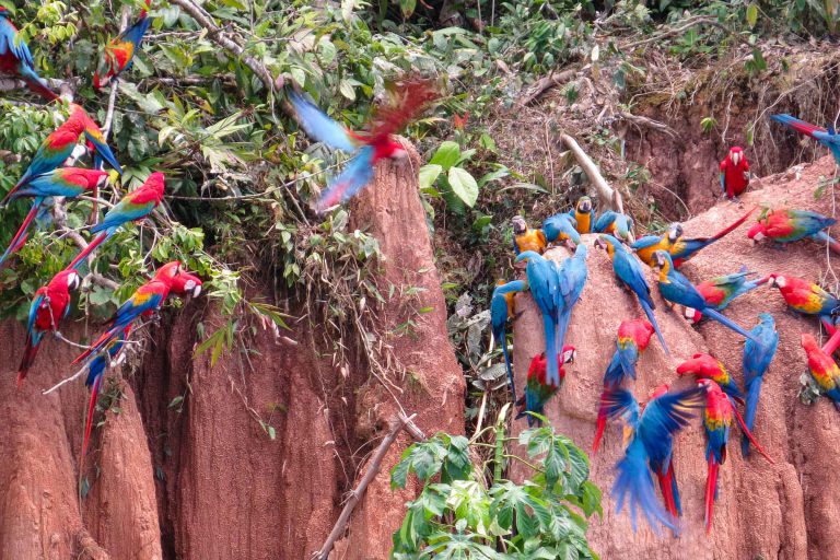 2 Day Tambopata Sandoval Lake and Monkey Island