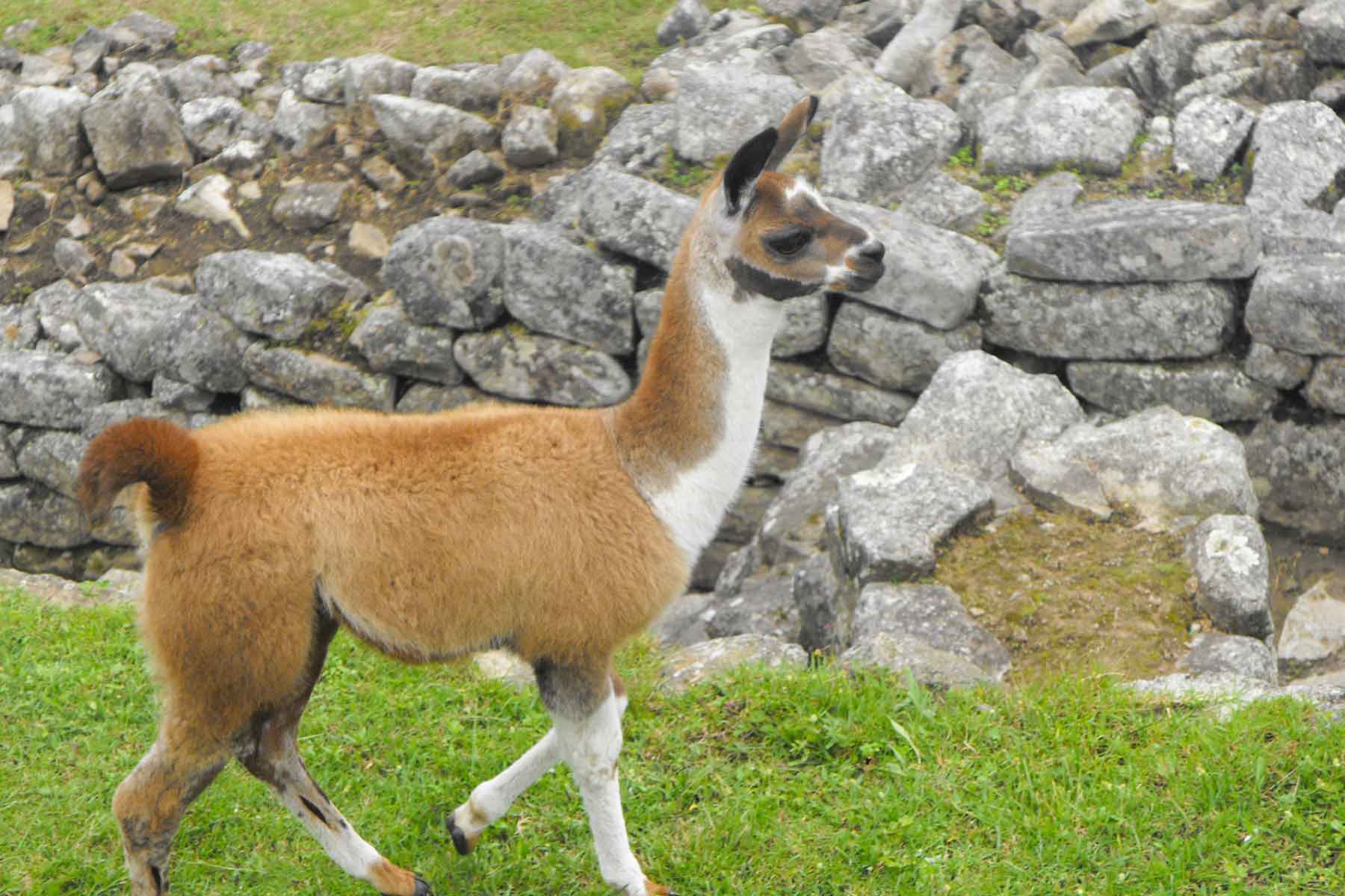 Luxury Inca Quarry Trek 4 Days to Machu Picchu | Luxury Peru Trek