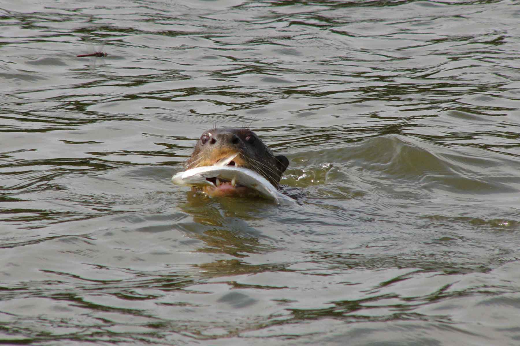 4 Days Tambopata Tour | Journey through the Tambopata Reserve