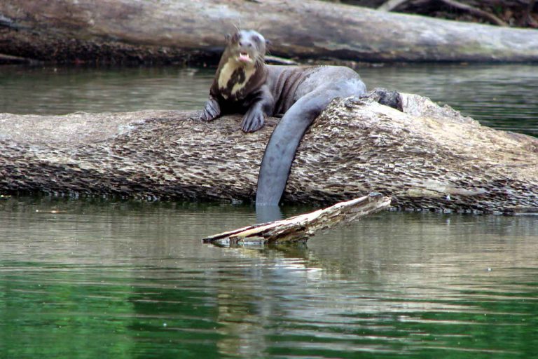4 Day Amazon Jungle Tour Tambopata Sandoval Lake & Monkey Island (from Cusco)