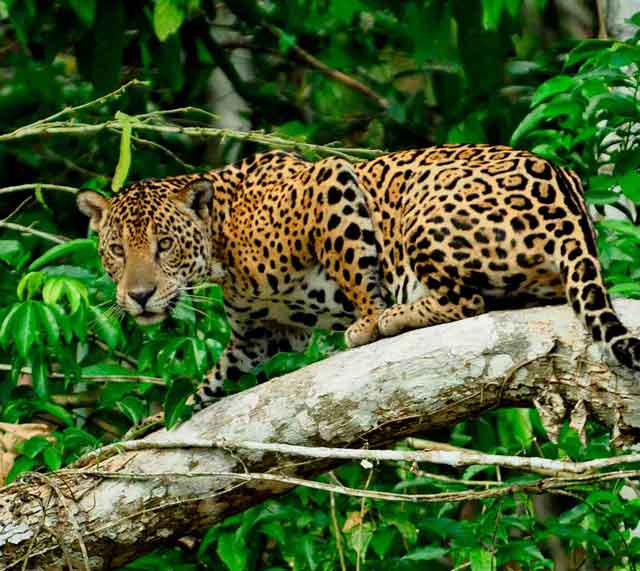 5 Days Manu cultural zone tour