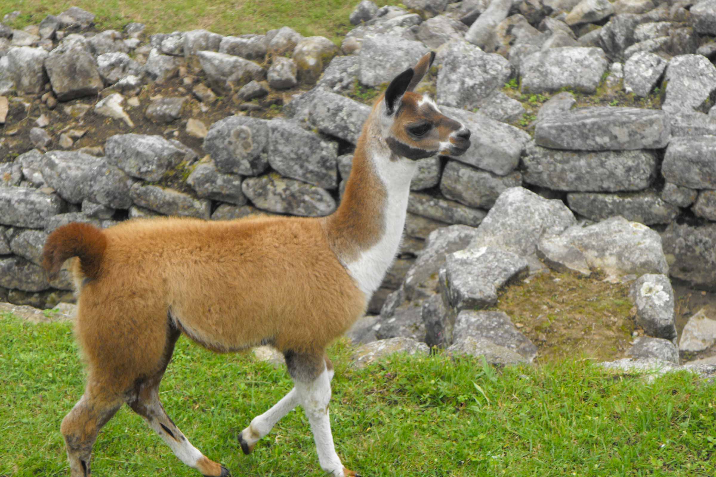 2 Day Machu Picchu by Bus – Bus Tickets to Machu Picchu