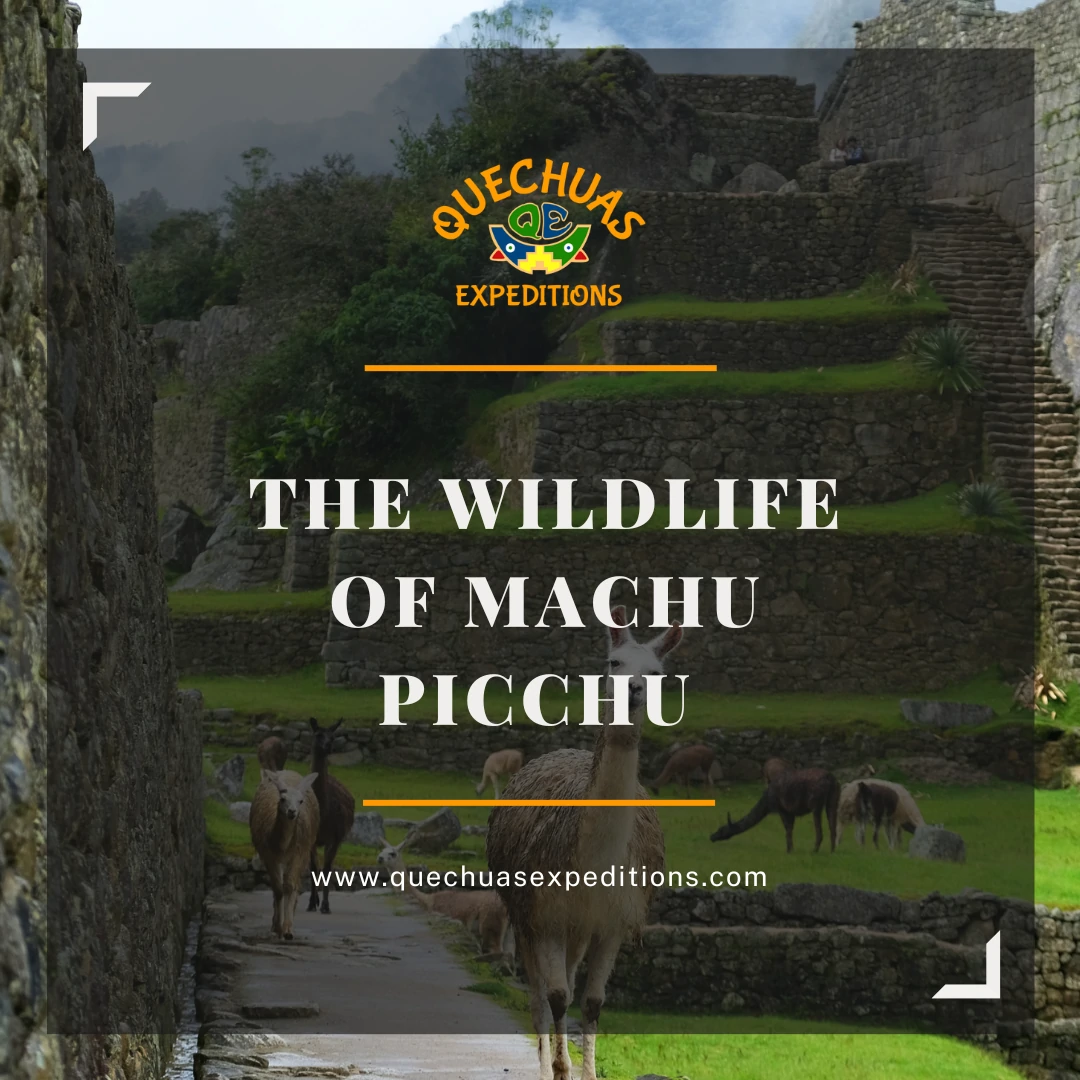 The Wildlife of Machu Picchu