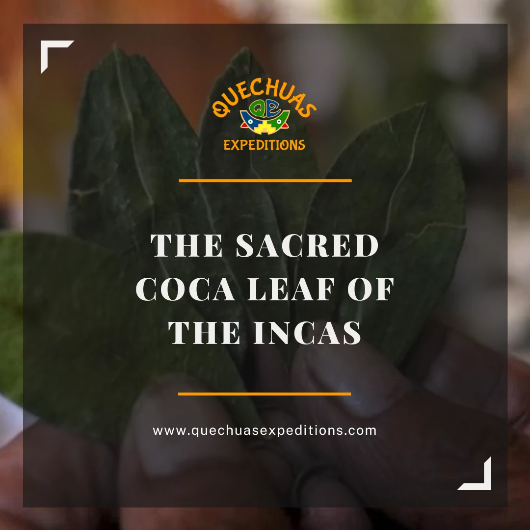 The sacred coca leaf of the Incas