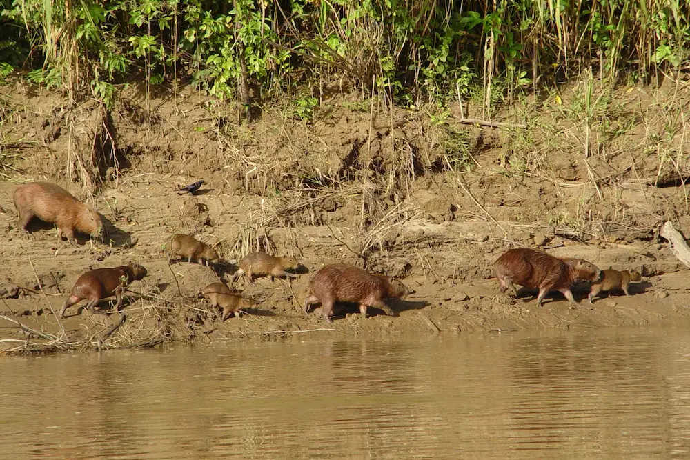 tambopata tour