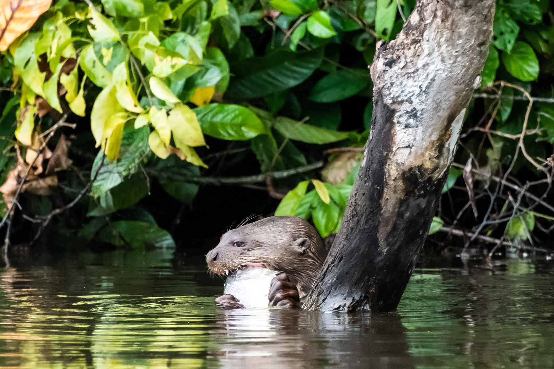 Best-Selling Iquitos Amazon tour 3 days | Wildlife & rainforest adventures