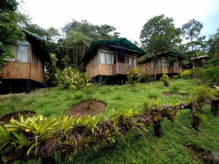 manu cloud forest lodge