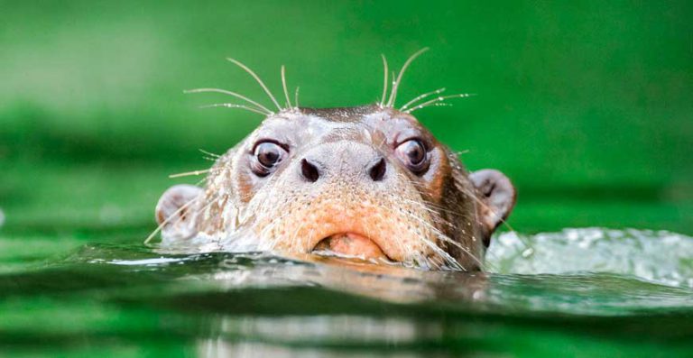 17 Day Lima Cusco Rainbow Mountain Mapi Manu Reserved Zone Colca Canyon