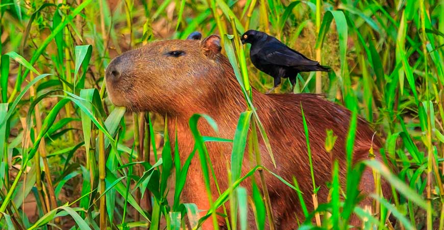 4 Day Upper Tambopata Tour from Puerto Maldonado |  Sandoval Lake & Chuncho Macaw Clay Lick