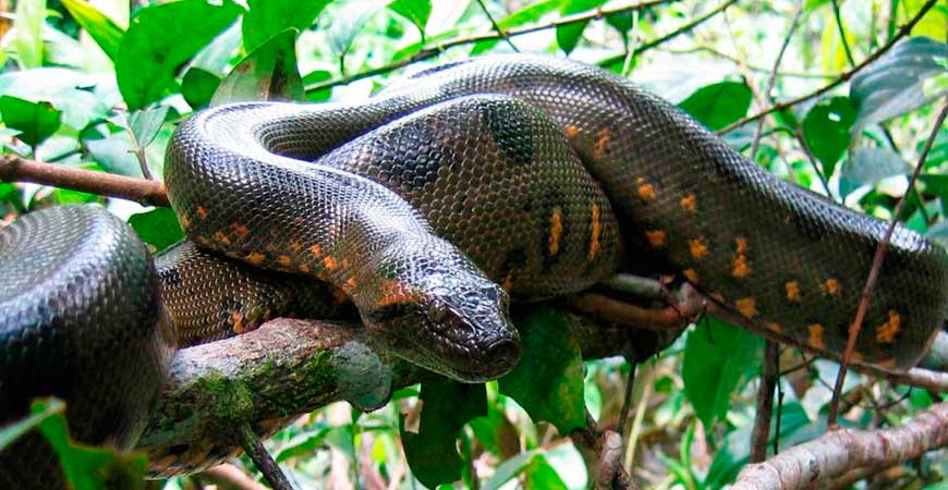 4 Day Upper Tambopata Tour from Puerto Maldonado |  Sandoval Lake & Chuncho Macaw Clay Lick