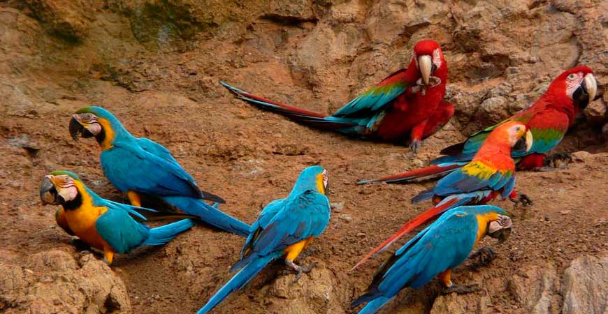 4 Day Upper Tambopata Tour from Puerto Maldonado |  Sandoval Lake & Chuncho Macaw Clay Lick