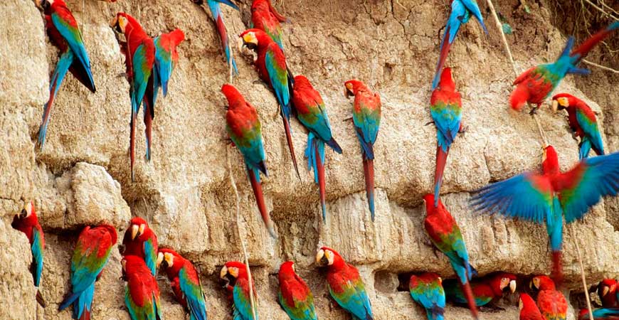 4 Day Upper Tambopata Tour from Puerto Maldonado |  Sandoval Lake & Chuncho Macaw Clay Lick