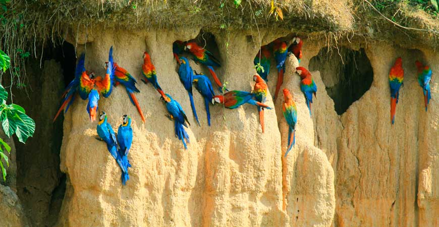 2 Day Tambopata Sandoval Lake and Monkey Island