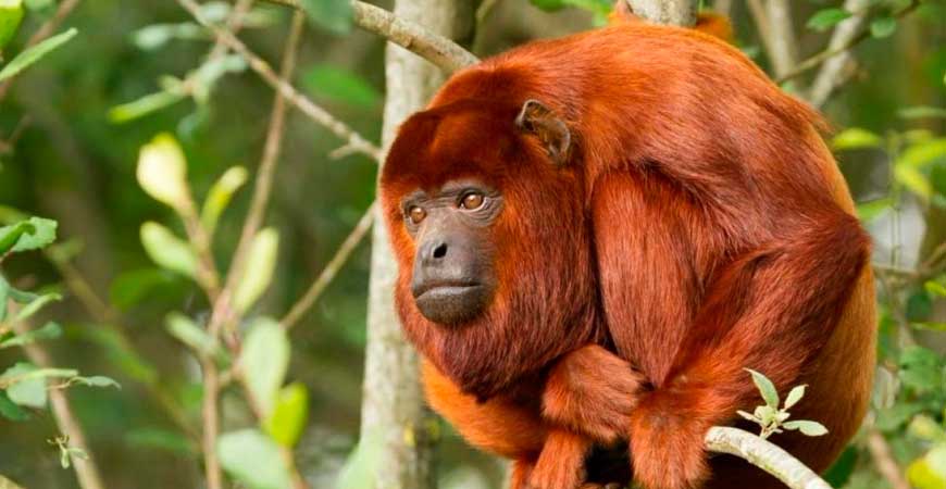 Bite of the Wild: Piranha Fishing at Yacumama Lake
